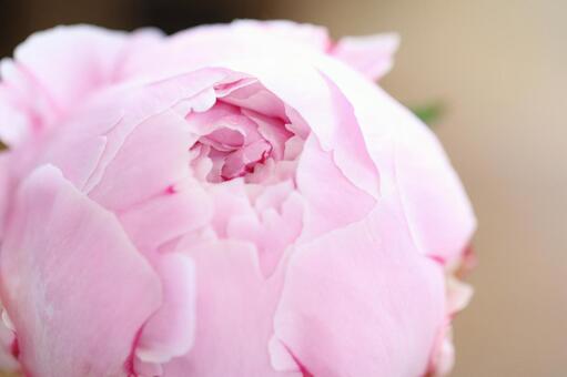 芍薬・シャクヤク・しゃくやく ピンク,背景素材,つぼみの写真素材