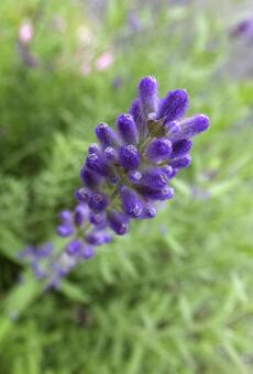 ラベンダー [Lavender]-006の写真