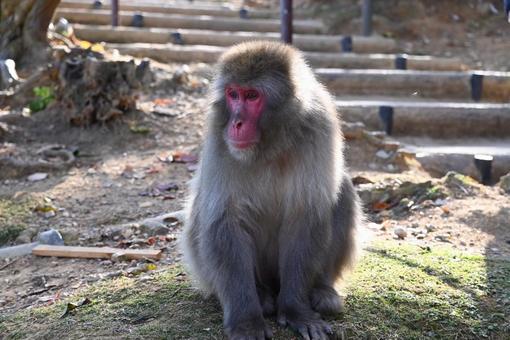 野生の何かを見つめるおサルさん 野生の何かを見つめるおサルさんの写真
