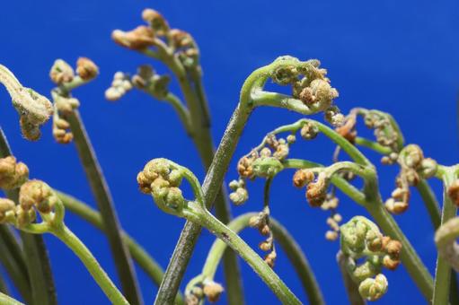 わらび わらび 植物,野草,山菜の写真素材
