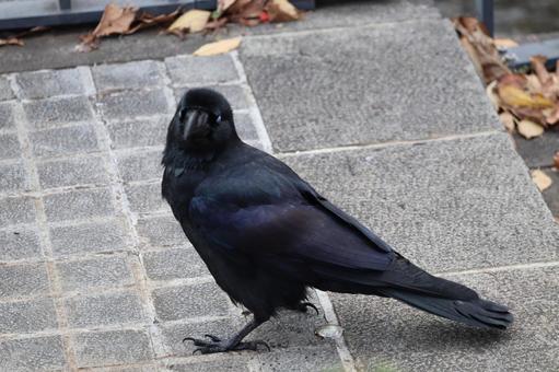 カラス 鳥,野鳥,野生の写真素材