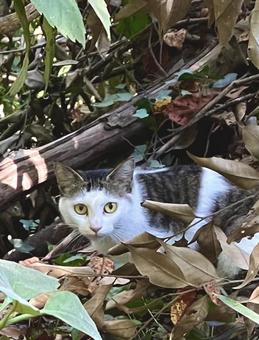 野良猫 野良猫の写真