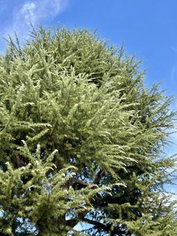 カラマツの木 唐松,木,マツ科の写真素材