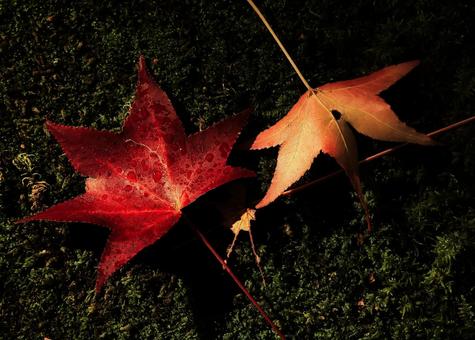 鮮やかに朽ちゆく紅葉 紅葉,もみじ,モミジの写真素材