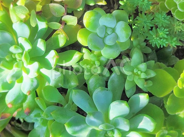 爽やかな朝の陽射と多肉植物 多肉植物,観葉植物,グリーンの写真素材