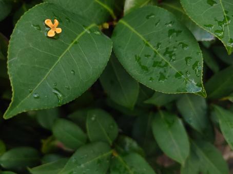 金木犀：葉の上（左上） キンモクセイ,巌桂,桂花の写真素材