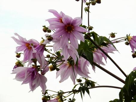 【花の写真】皇帝ダリア 皇帝ダリア,コウテイダリア,植物の写真素材
