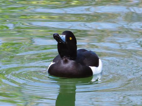 キンクロハジロ キンクロハジロ キンクロハジロ,可愛い,鳥の写真素材