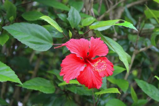 南国の花ハイビスカス 南国の花ハイビスカス 南国,ハイビスカス,夏の写真素材