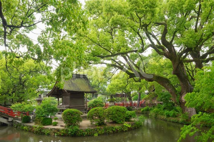 太宰府天満宮の赤い橋 太宰府天満宮,庭園,菅原道真の写真素材