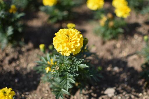 黄色の花(マリーゴールド) 黄色の花(マリーゴールド)の写真