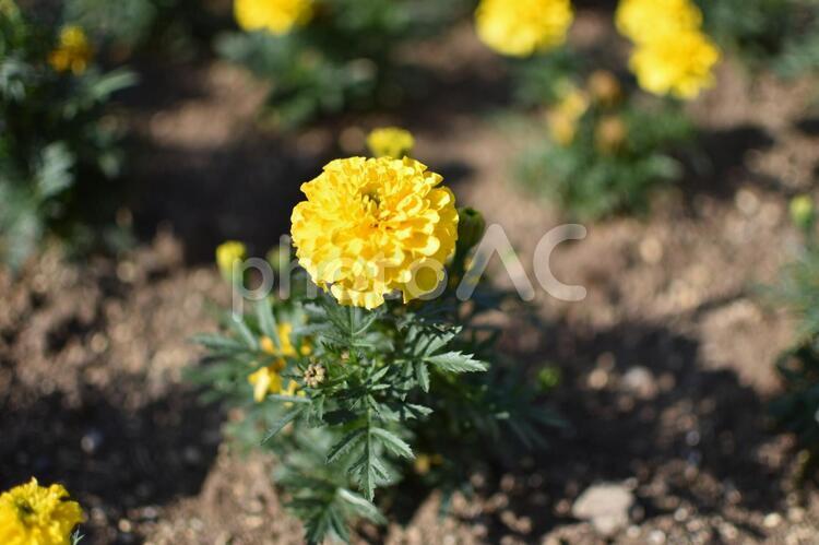 黄色の花（マリーゴールド） マリーゴールド,花,黄色の写真素材