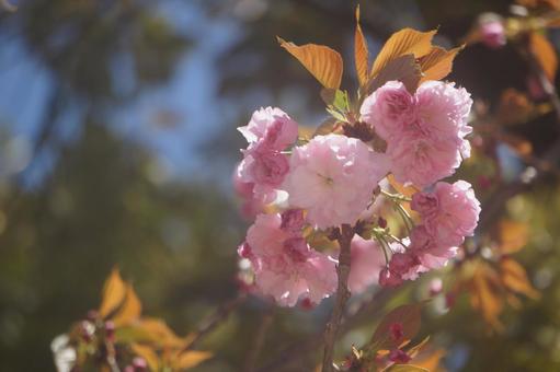 cherry blossoms, JPG cherry blossoms, JPG