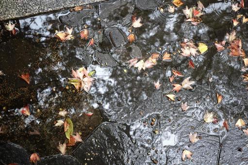 水に浮けば落葉 水面,紅葉,落ち葉の写真素材