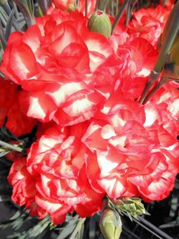 温室栽培のカーネーション 温室栽培のカーネーション 母の日,カーネーション,花の写真素材