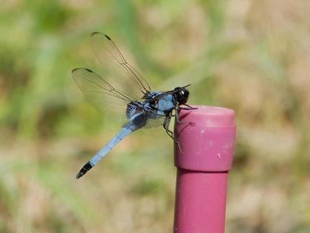 【昆虫写真】オオシオカラトンボ♂ 【昆虫写真】オオシオカラトンボ♂ オオシオカラトンボ,大塩辛蜻蛉,蜻蛉の写真素材