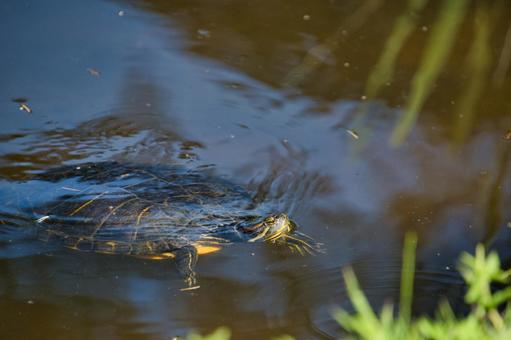 Turtle swimming in a pond, JPG Turtle swimming in a pond, JPG