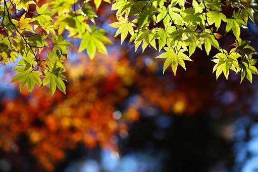 もみじの競演03 紅葉,もみじ,秋の写真素材