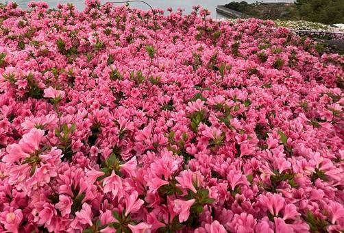 Azaleas in full bloom, a sea of pink, JPG