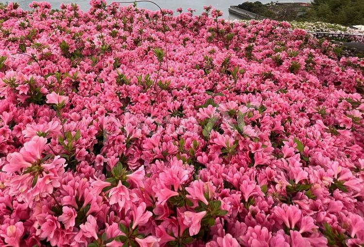 ツツジが満開　一面ピンク ツツジ,花,ピンクの写真素材