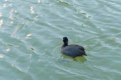 水面を泳ぐオオバン 水面を泳ぐオオバン オオバン,鳥,野鳥の写真素材
