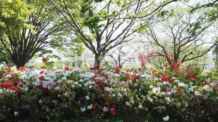 春のなぎさ公園・ツツジ＆新緑（江戸川区） 春,ツツジ,花の写真素材