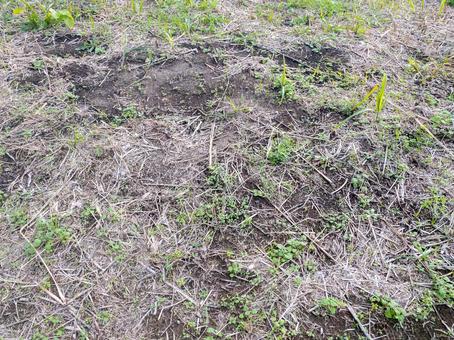 草刈り後の野原 野原,草刈り後,地面の写真素材