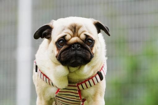 犬のポートレート 犬,パグ,小型犬の写真素材