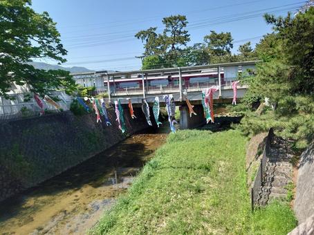 夙川の鯉のぼり 鯉のぼり,鯉登り,こいのぼりの写真素材