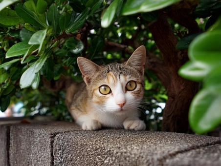 町中の猫 町中の猫の写真
