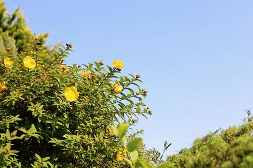 黄色い花と青空２の写真