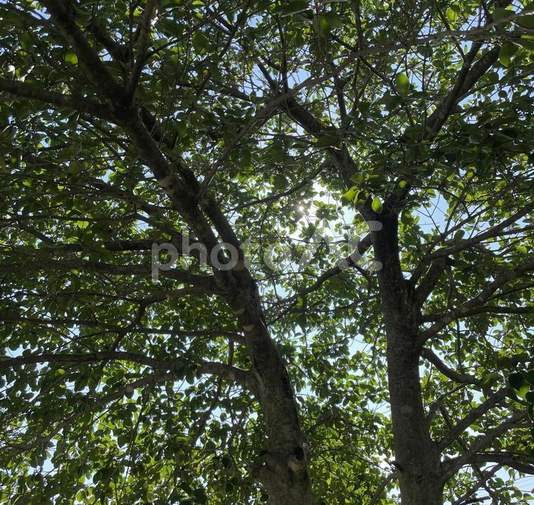 木の枝から溢れる太陽の光 木,枝,葉の写真素材