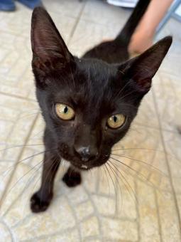Black Cat, JPG