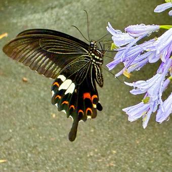 花にとまるモンキアゲハ蝶 花にとまるモンキアゲハ蝶の写真