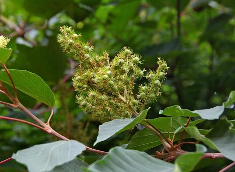 アカメガシワ アカメガシワ,赤芽柏,赤芽槲の写真素材