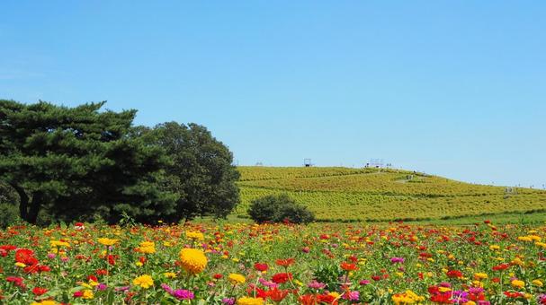 ひたち海浜公園・初秋のジニアの花&コキア ひたち海浜公園・初秋のジニアの花&コキア 初秋,国営ひたち海浜公園,ジニアの写真素材