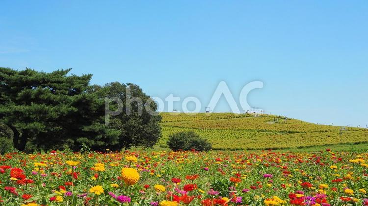 ひたち海浜公園・初秋のジニアの花＆コキア 初秋,国営ひたち海浜公園,ジニアの写真素材