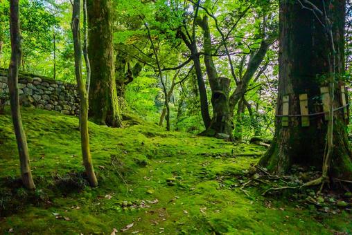 【石川】兼六園 文化財指定庭園 兼六園,石川,金沢の写真素材