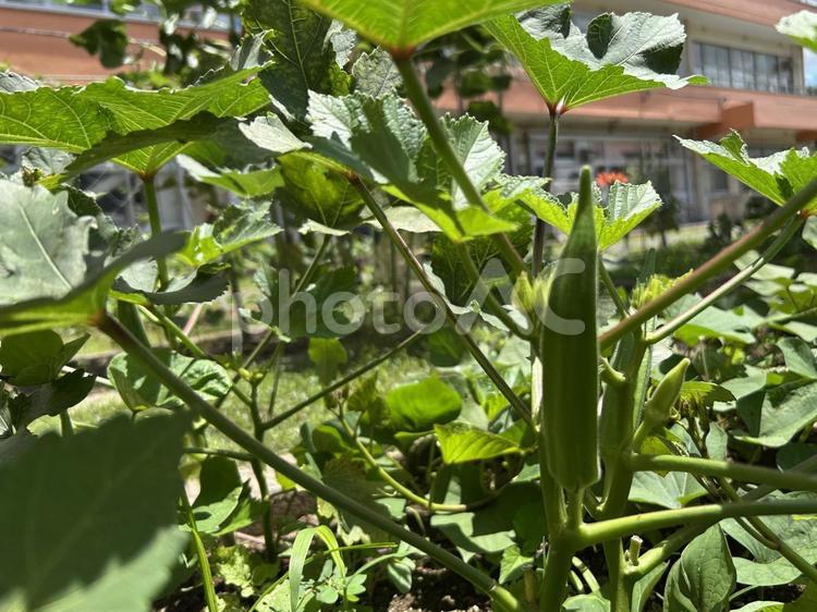 畑で育つオクラの実 オクラ,野菜,夏野菜の写真素材
