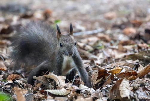何かを見つめて四つん這いで制止するリス エゾリス,リス,動物の写真素材
