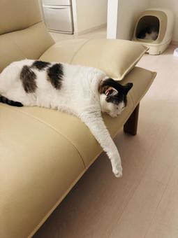 脱力ネコ 脱力ネコ 猫,ねこ,catの写真素材