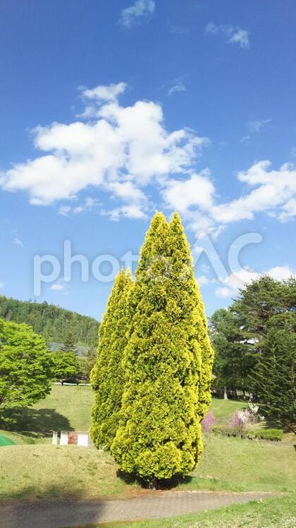 青空と大きな木！ 自然,夏,木の写真素材