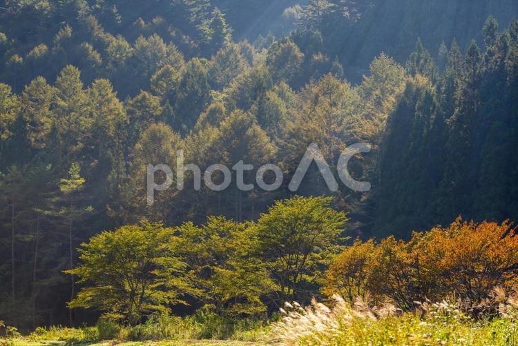 光芒が差し込める森林に囲まれて 森林,針葉樹,光芒の写真素材