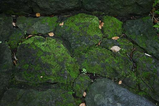 石に生えた苔④ 石に生えた苔④ 石,苔,コケの写真素材