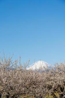 青空に映える満開の白梅と冠雪した富士山 梅,迎春,梅の花の写真素材
