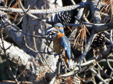 朝の日差しの中のカワセミ2 朝の日差しの中のカワセミ2 カワセミ,鳥,鳥類の写真素材