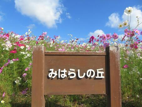 ひたち海浜公園みはらしの丘の写真