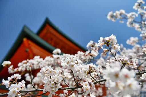 満開の桜と青空 満開の桜と青空の写真