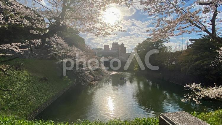 午後の千鳥ヶ淵　田安門付近 千鳥ヶ淵,桜,花見の写真素材