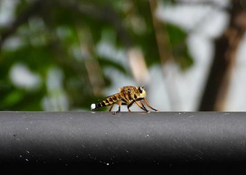 パイプの上に止まるシオヤアブ シオヤアブ,昆虫,生物の写真素材